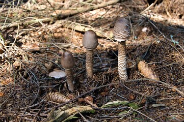 Młode grzyby czubajki kanie (Macrolepiota procera)