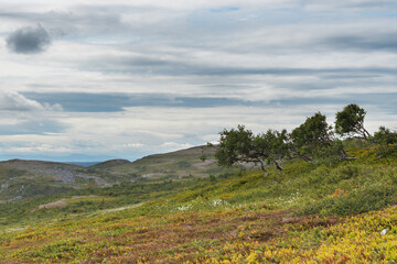 Gräftåvallen. Birches on the mountain slope