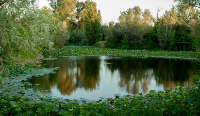 Fototapeta na wymiar Lotus flowers in the pond. natural beauty.