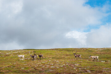 Gräftåvallen. A herd of reindeer on the mountain slopes
