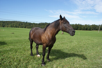 Obraz premium A work horse in a pasture