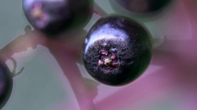 Ripe fruits of Black Elder in natural environment (Sambucus nigra) - (4K)