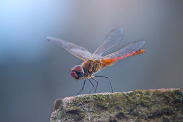 The Myths And Realities Of Dragonfly
