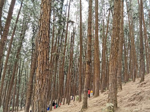 Pine Forest in Vagamon,Idukki,Kerala,India. 