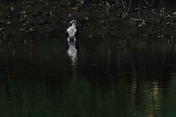 osprey in water