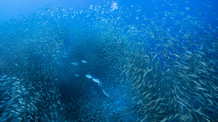 Bait ball / school of fish in turquoise water of coral reef in Caribbean Sea / Curacao
with Blue Runner