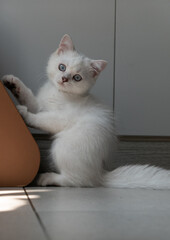 A persain cat is playing with a scratch board