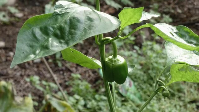 small unripe bell pepper growing on a young plant