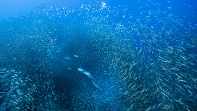 Bait ball / school of fish in turquoise water of coral reef in Caribbean Sea / Curacao
with Blue Runner