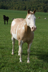 A pinto horse in a pasture