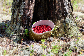 Ripe lingonberries collected in an army bowler hat in the forest.