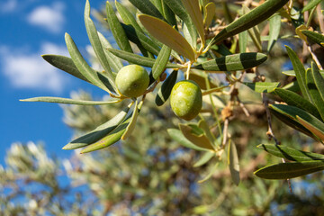 Aceituras en el olivar