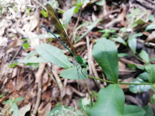 closeup view of a trunk(dragon fly)with blur background