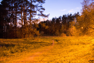 Night landscape, trees grass forest night lantern