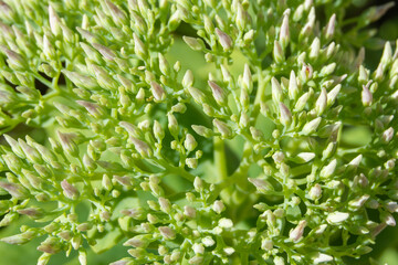 Textura de planta de jardín