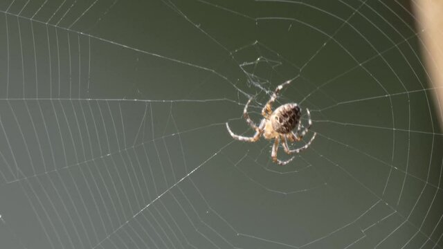 Large orb weaver spider in it's web