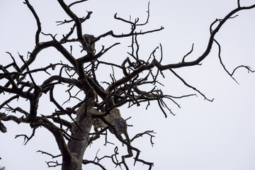 Spreading branches of pine tree in Siberian taiga forest.