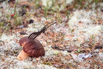 Obraz premium Appetizing boletus in red hat with fork on white moss in pine forest.