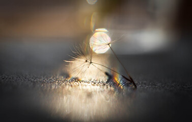 Close-up of dandelion seeds with beautiful bokeh