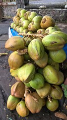 Fresh green tender coconuts Cocos nucifera is a member of the palm tree family