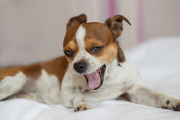 Small dog looking at camera and yawning lying on the bed. 