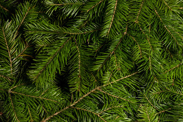 Background of green fir branches