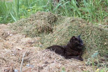 Displeased black cat with open mouth resting on haystack in the village.