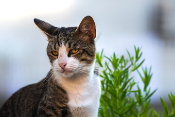 Portrait of an adult serious tabby cat