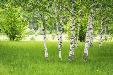 Thin white birches with green leaves grow in clearing on summer day.