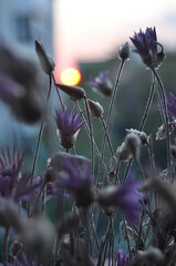 sunset flowers