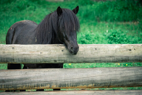 Black thoroughbred horse in corral behind wooden fence.