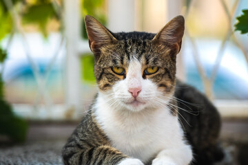 A cat sits on a stone fence and rests in a resort town, homeless animals of europe, portrait