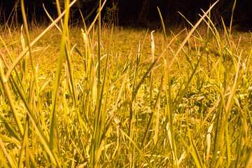 Night landscape, trees grass forest night lantern