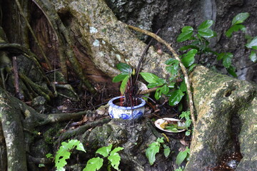 Obraz premium Incense Nestled in Tree Roots, Mai Chau, Vietnam