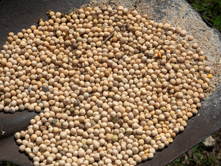 Dry peas in a huge iron shovel close up