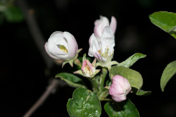 Night flowering apple tree in the park under the moon