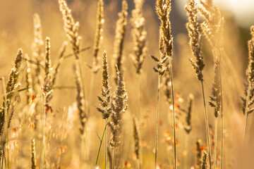 Grassland Background