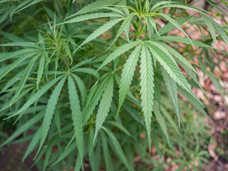 Close-up of cannabis plant growing at outdoor marijuana farm