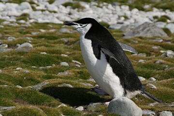 Chinstrap penquin / Pygoscelis antracticus / It is up to 68 centimeters tall, weighing about 4.5 kilograms. It is easy to recognize the narrow black stripe beneath the beak. Roberts island.Antarctica
