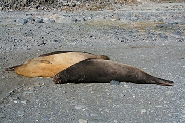Weddell Seal / Leptonychotes weddellii / These mammals live in cold waters all over Antarctica.Robert Island.South Shetland Islands.Antarctica.