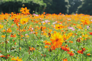 オレンジ 花畑 鮮やか コスモス