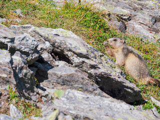 Marmotte & déjeuner