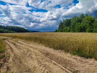 In the field wheat landscape sky clouds