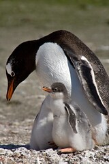 Colonies of Gentoo Penguin / Pygoscelis papua / on Aitcho island. During the Antarctic Summer, young penguins are thrown out of the eggs.South Shetland Islands.Antarctica.