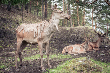 Maral deer at the foot of a mountain in zoo.