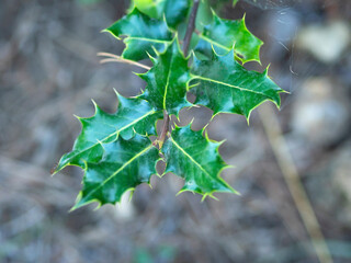 Close-up of Christmas holly plant in the field