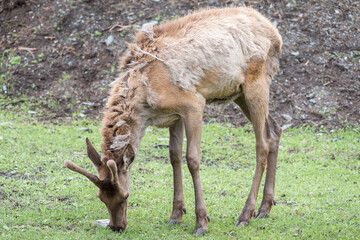 Naklejka na ściany i meble Maral deer at the foot of a mountain in zoo.