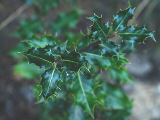 Close-up of Christmas holly plant in the field