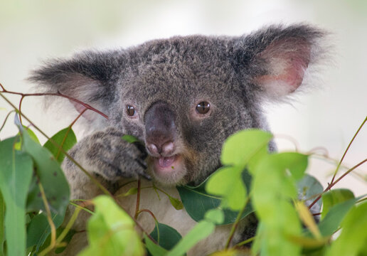 Koala Eating Eucaluptus Leaves