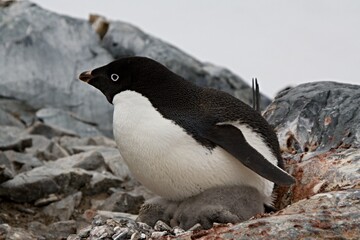 Fototapeta premium Nesting penguins Adeliae / Pygoscelis adeliae / with young penguins. Petermann island. The South Ocean. Antarctica.